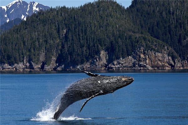 梦见鱼上岸是什么意思 梦见鱼上岸是什么意思