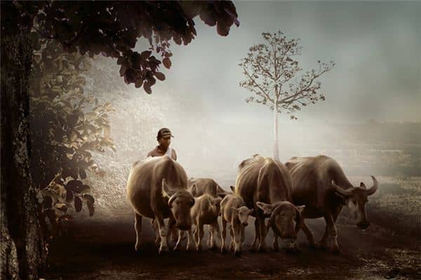 梦见黄牛吃草是什么意思 梦见黄牛吃草是什么意思