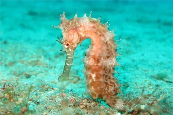 梦见海马是什么意思 梦见海马是什么意思