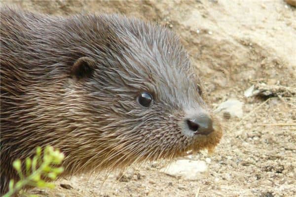 梦见水貂是什么意思 梦见水貂是什么意思