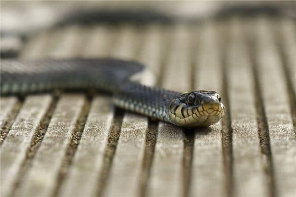 梦见水蛇是什么意思 梦见水蛇是什么意思