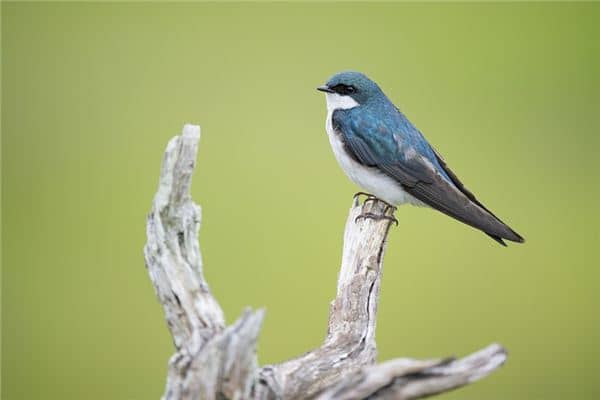 梦见飞禽是什么意思 梦见飞禽是什么意思