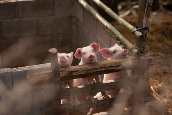 梦见白猪是什么意思 梦见白猪是什么意思