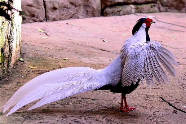 梦见白鹇是什么意思 梦见白鹇是什么意思