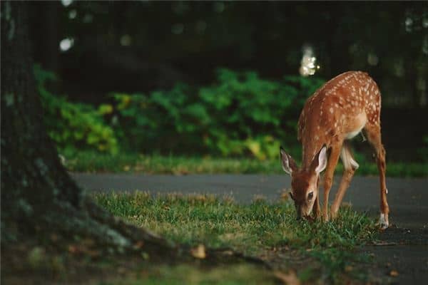 梦见鹿进家是什么意思 梦见鹿进家是什么意思
