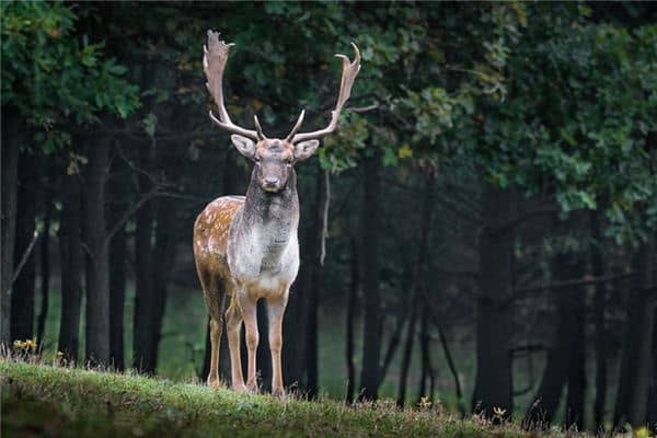 梦见牡鹿是什么意思 梦见牡鹿是什么意思