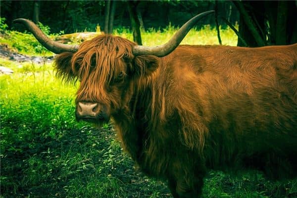 梦见牛头是什么意思 梦见牛头是什么意思