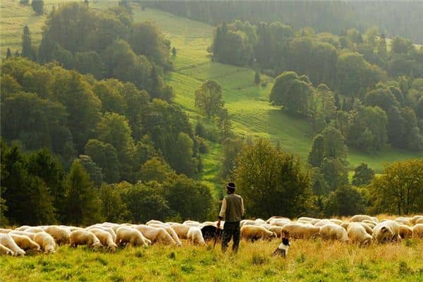 梦见放牧是什么意思 梦见放牧是什么意思