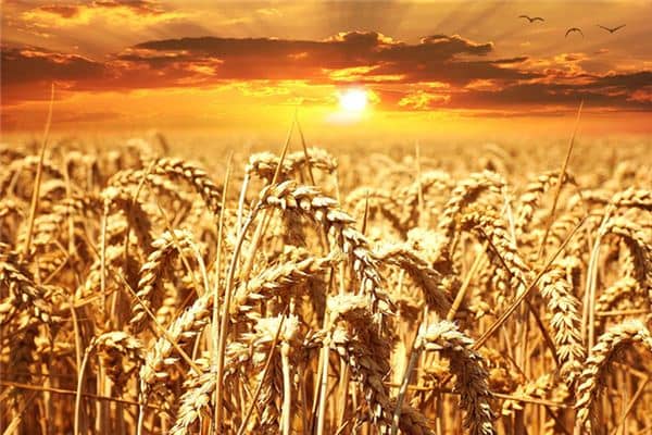 梦见背粮食是什么意思 梦见背粮食是什么意思