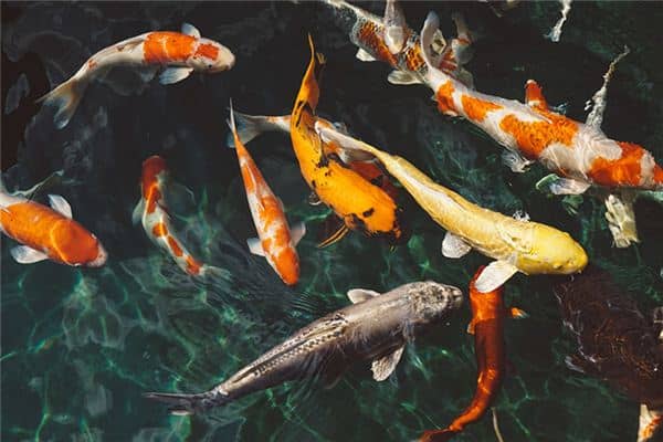 梦见送鱼捡鱼是什么意思 梦见送鱼捡鱼是什么意思