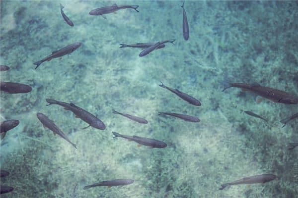 梦见摸鱼是什么意思 梦见摸鱼是什么意思