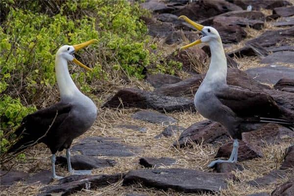 梦见模仿别人是什么意思 梦见模仿别人是什么意思