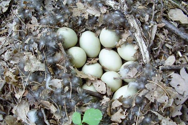 梦见捡到鸭蛋是什么意思 梦见捡到鸭蛋是什么意思