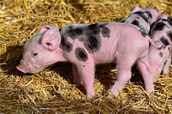 梦见抱着猪崽是什么意思 梦见抱着猪崽是什么意思