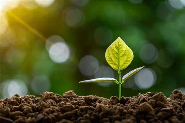 梦见植树是什么意思 梦见植树是什么意思