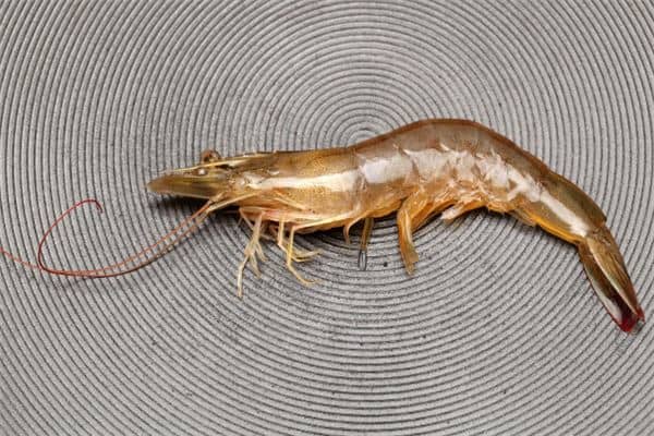 做梦抓虾是什么意思 做梦抓虾是什么意思