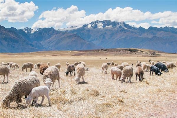 梦见养羊是什么意思 梦见养羊是什么意思