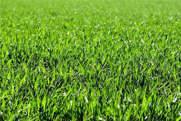 梦见锄草是什么意思 梦见锄草是什么意思