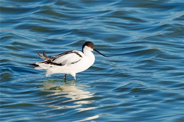 梦见趟水是什么意思 梦见趟水是什么意思