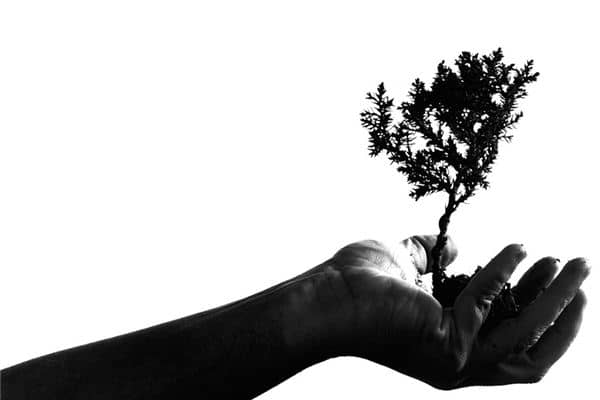 梦见栽树 梦见栽树