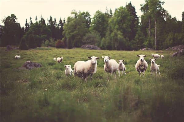 梦见农场是什么意思 梦见农场是什么意思