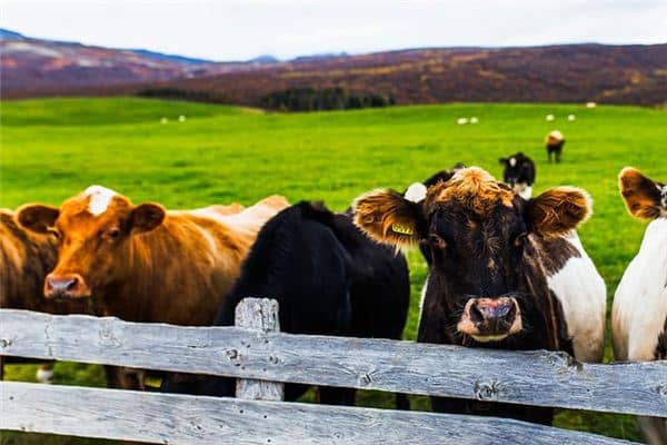 梦见牛栅栏是什么意思 梦见牛栅栏是什么意思