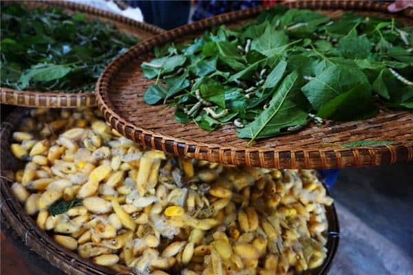 梦见蚕室是什么意思 梦见蚕室是什么意思