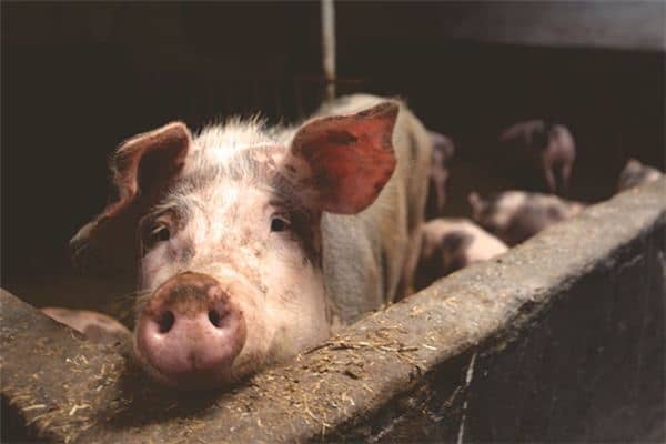 梦见猪圈 梦见猪圈