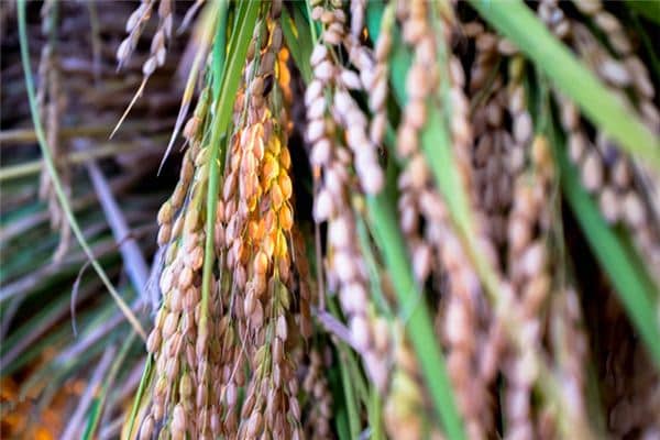 梦见粮仓是什么意思 梦见粮仓是什么意思