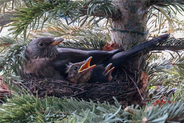 梦见巢穴是什么意思 梦见巢穴是什么意思