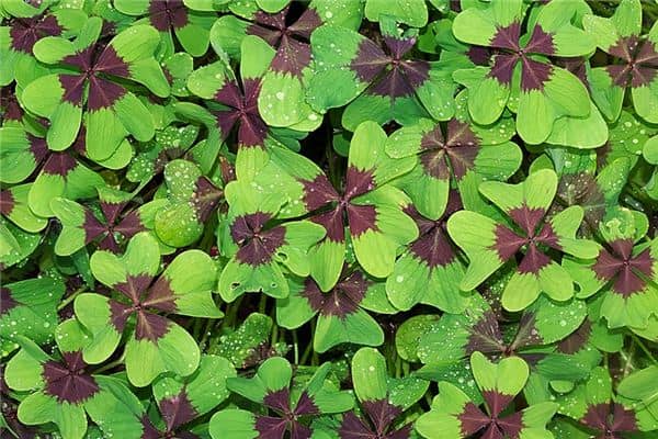 梦见幸运是什么意思 梦见幸运是什么意思