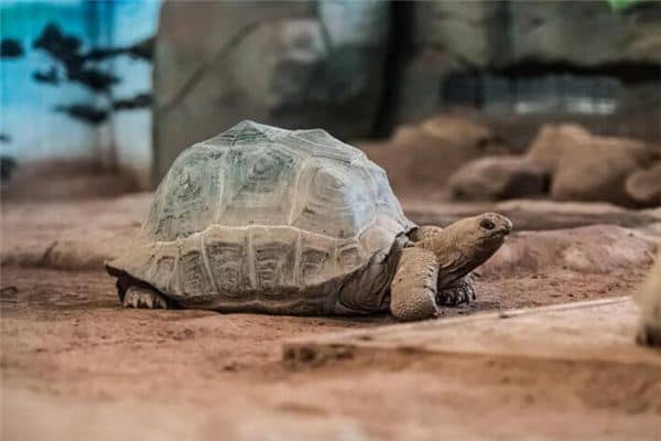 梦见迟钝是什么意思 梦见迟钝是什么意思