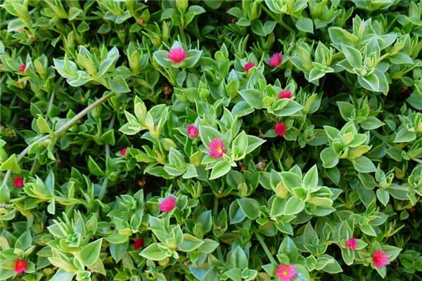 梦见靛色是什么意思 梦见靛色是什么意思