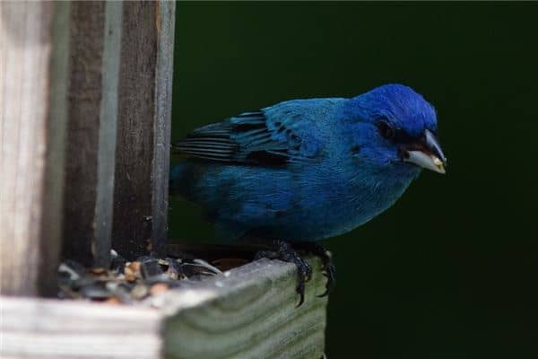 梦见靛青是什么意思 梦见靛青是什么意思