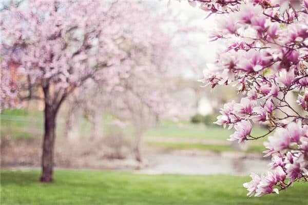 梦见五月是什么意思 梦见五月是什么意思