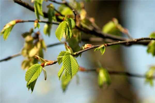 梦见四月是什么意思 梦见四月是什么意思