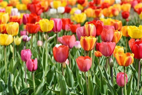 梦见色彩是什么意思 梦见色彩是什么意思