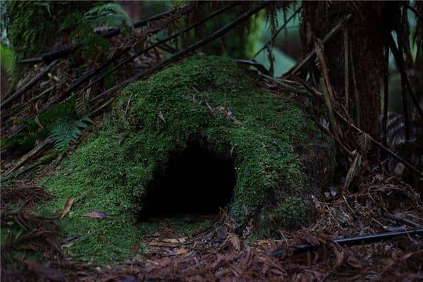 梦见兽穴是什么意思 梦见兽穴是什么意思