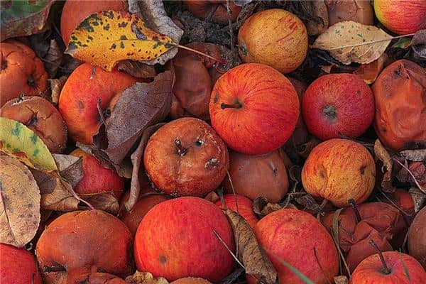 梦见腐烂是什么意思 梦见腐烂是什么意思