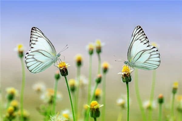 梦见超尘物是什么意思 梦见超尘物是什么意思