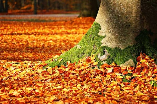 梦见十月是什么意思 梦见十月是什么意思