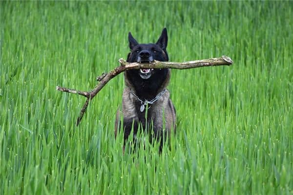 梦见服从是什么意思 梦见服从是什么意思