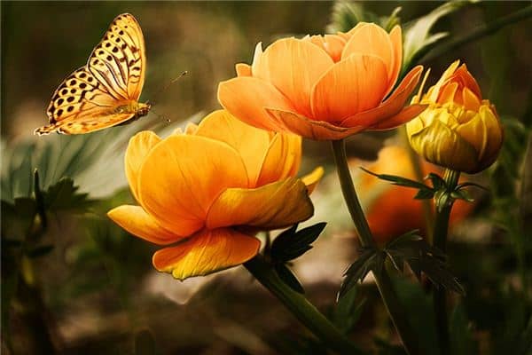 梦见橙色是什么意思 梦见橙色是什么意思