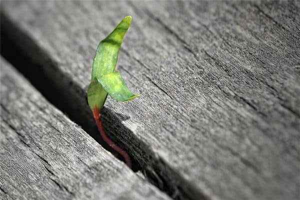 梦见生长是什么意思 梦见生长是什么意思