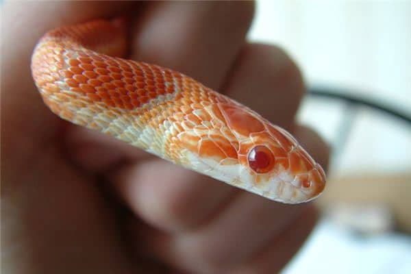 梦见蛇吃鱼是什么意思 梦见蛇吃鱼是什么意思