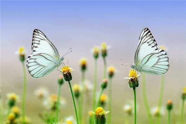 梦见情景是什么意思 梦见情景是什么意思