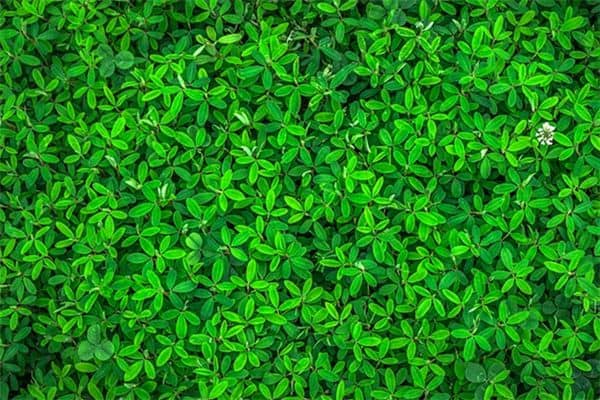 梦见绿色是什么意思 梦见绿色是什么意思