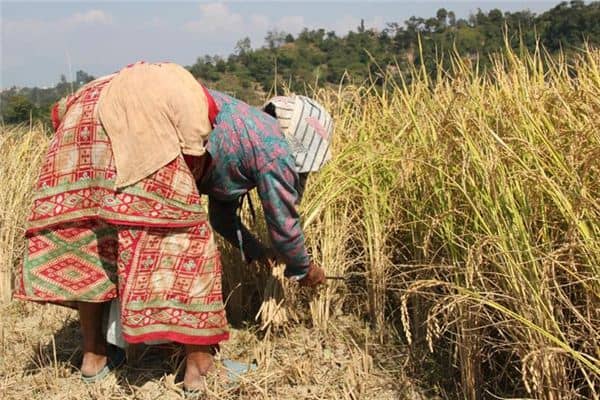 梦见收割者是什么意思 梦见收割者是什么意思