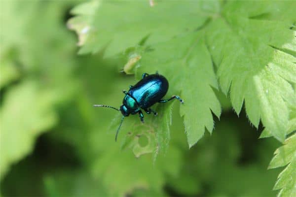 梦见身上长虫子 梦见身上长虫子