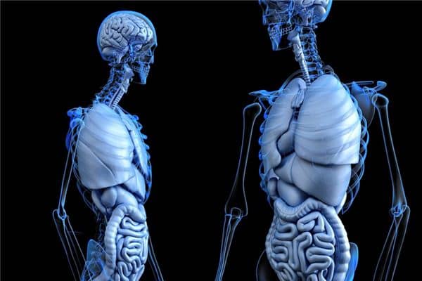 梦见肋骨是什么意思 梦见肋骨是什么意思